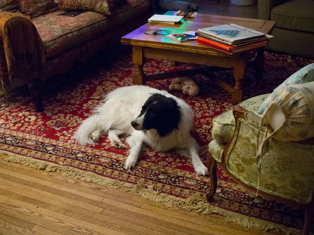 What to Do About a Fresh Pet Stain Before the Cleaner Arrives